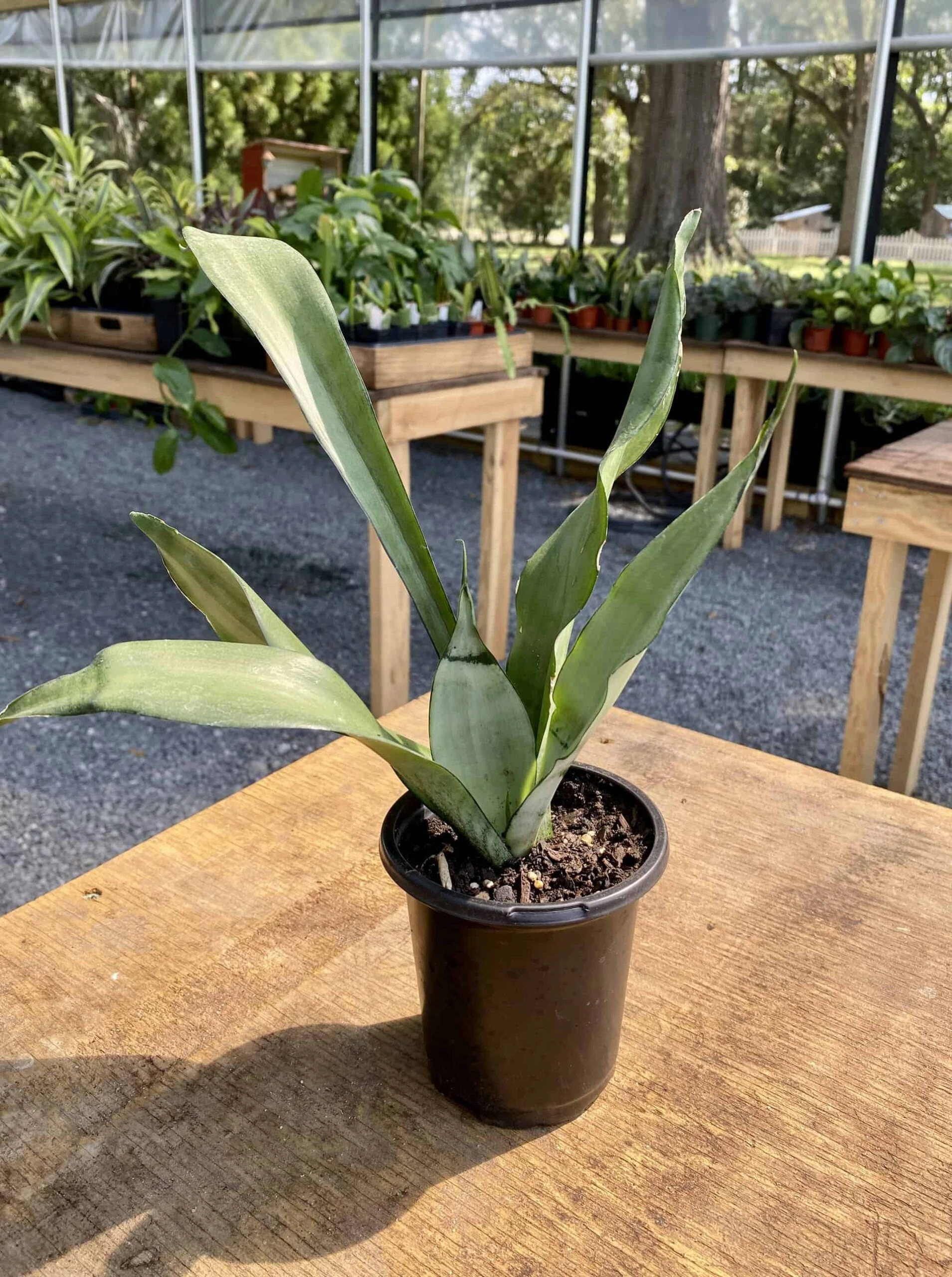 Sansevieria Or Snake Plant Moonshine 4” Pot Live Plant - Image 10