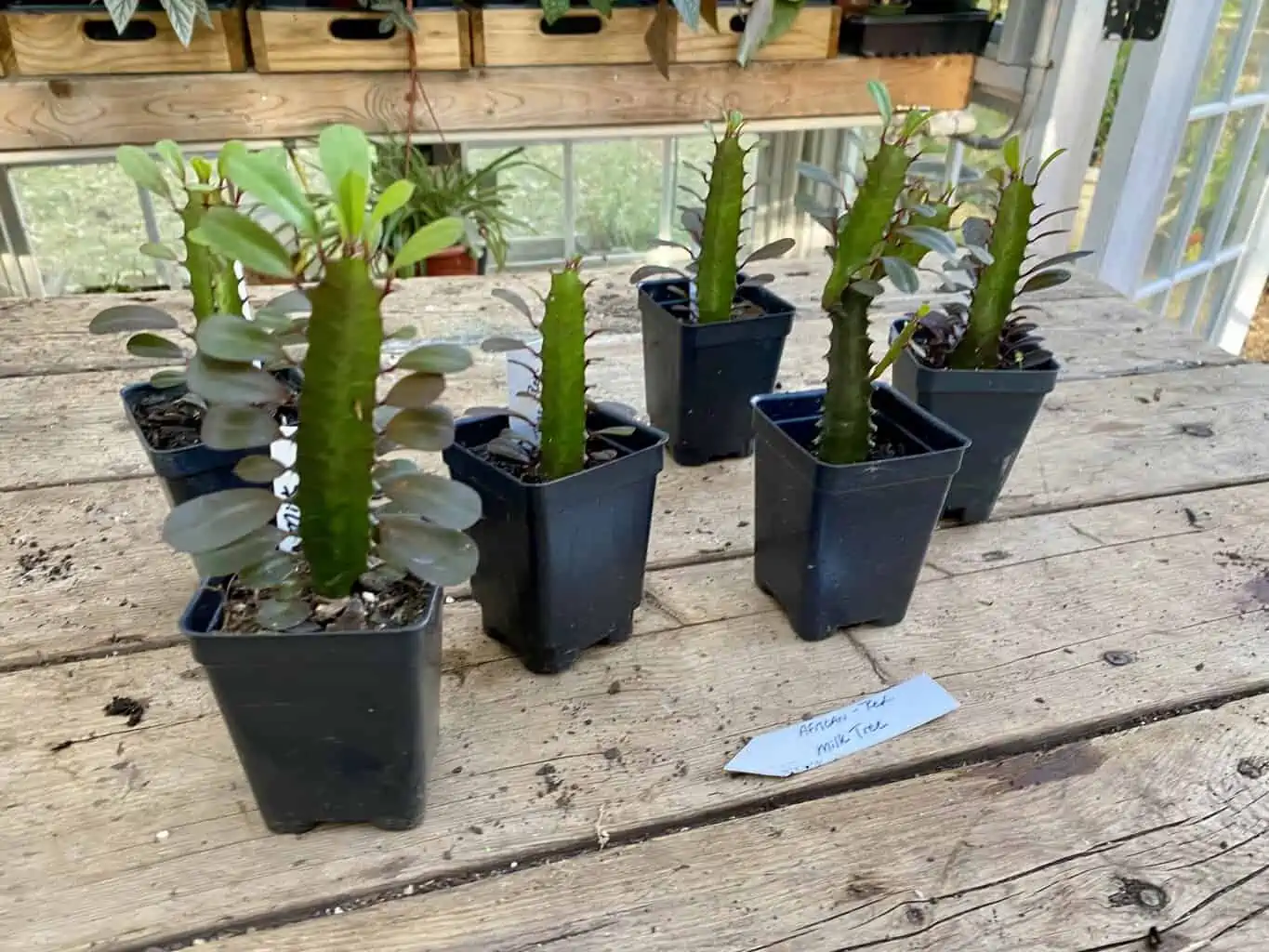 African Milk Tree Or Euphorbia Trigona Rubra Red Live Starter Suc - Image 4