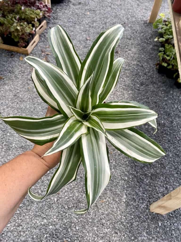 Dragon Tree Or Dracaena Warneckii White Jewel 4" Pot Live Plant - Image 5