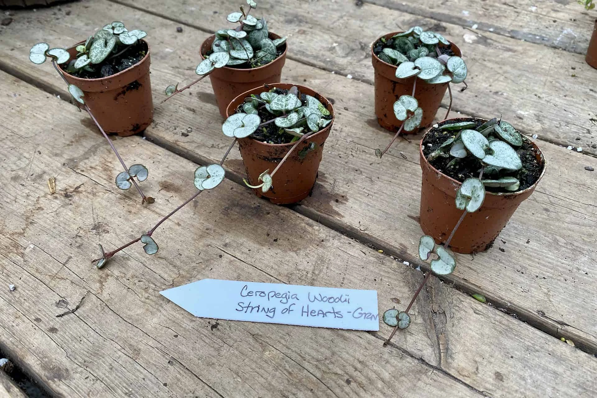 String Of Hearts Ceropegia Woodii Green 2" Pot Live Plant - Image 3