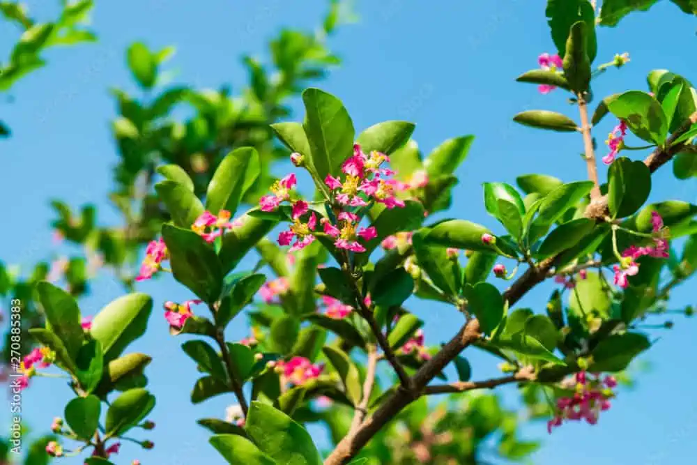 Malpighia Emarginata Barbados Cherry- Acerola Cherry- 2-Starter Plants - Image 2