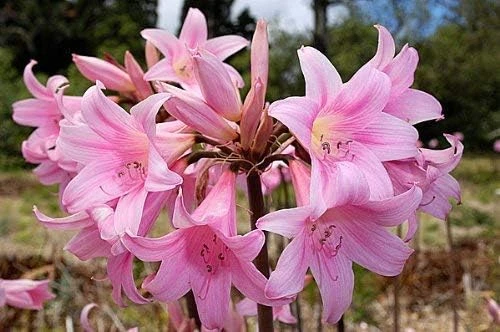 Lily Spider Belladonna Or Magic Lily Naked Lady