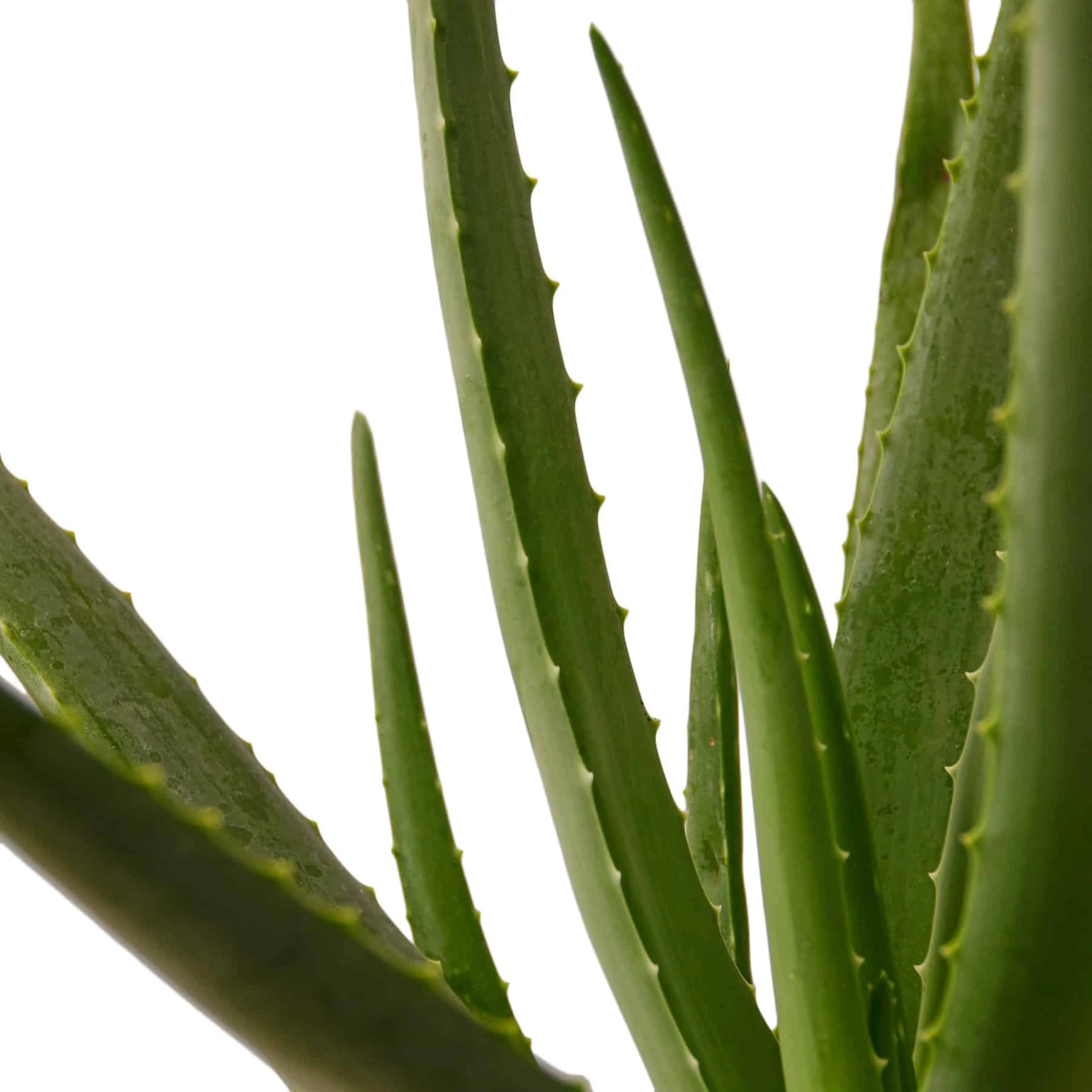 Aloe Vera Plant | Easy-to-Grow Succulent Plant | 6-inch Pot
