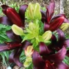 Asiatic Black Wizard Lilies Medium Size Bulb/Plant
