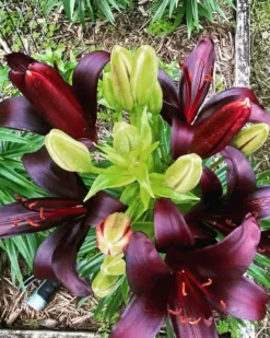 Asiatic Black Wizard Lilies Medium Size Bulb/Plant