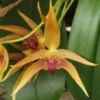 Rare Bulbophyllum Frank Smith Comes In 2" Pot