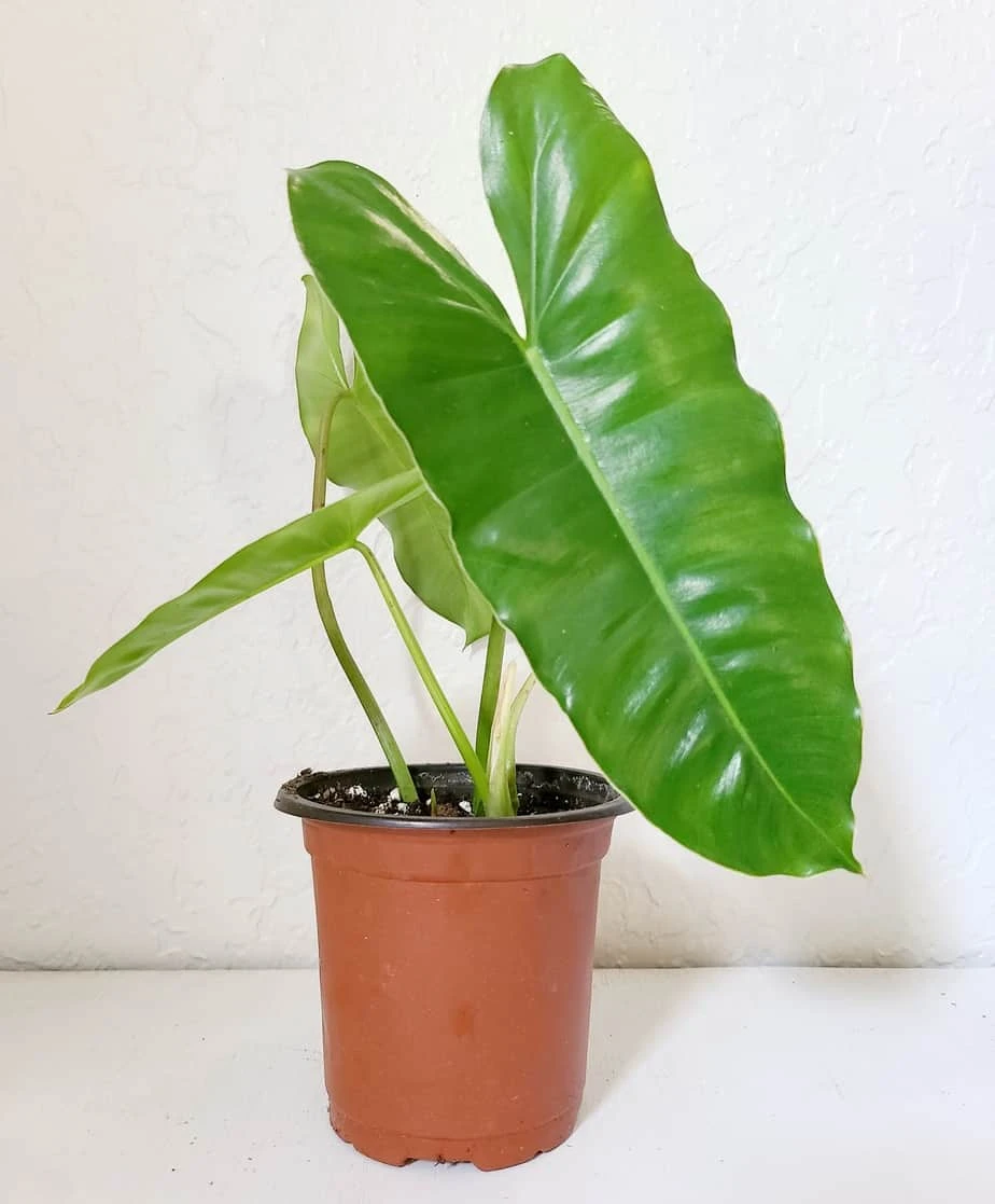 Philodendron Burle Marx - Image 2