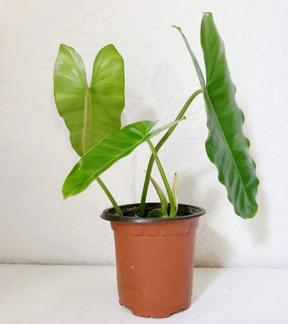 Philodendron Burle Marx - Image 3