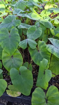 Colocasia "Pharoah's Mask", Elephant Ears