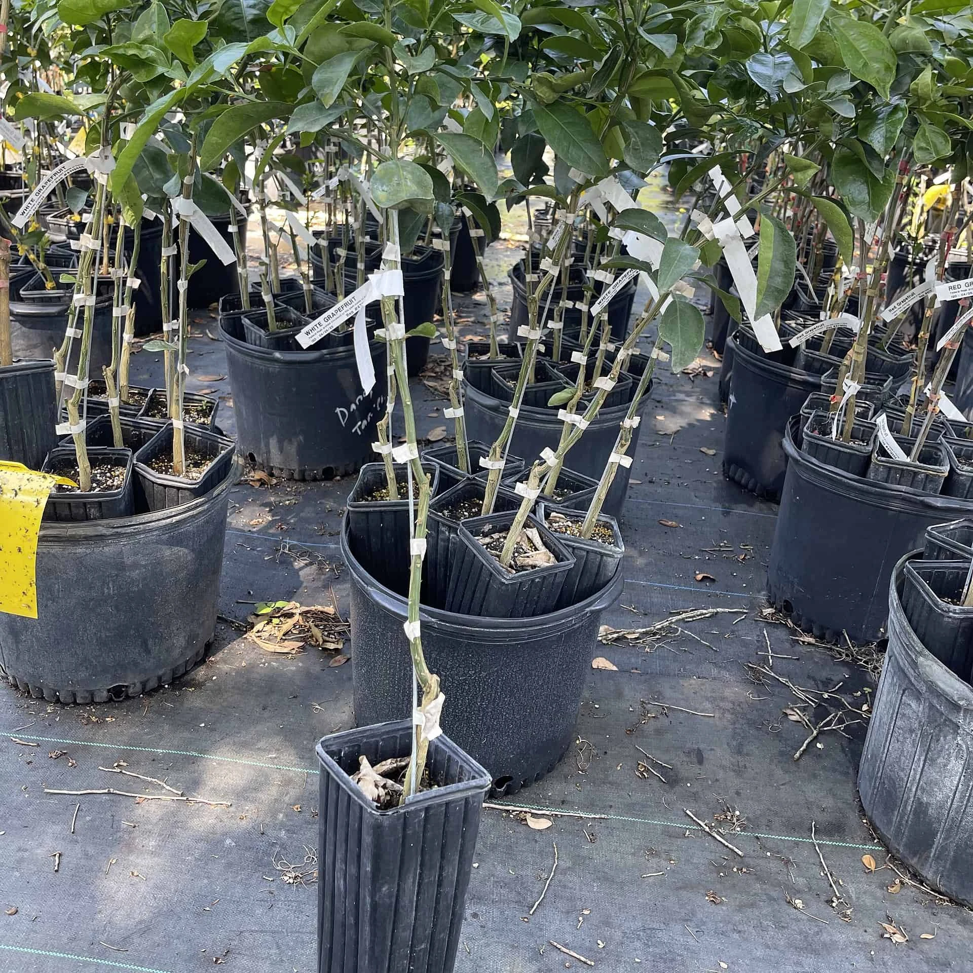White Grapefruit Citrus Tree 3 Feet Tall. Free Shipping