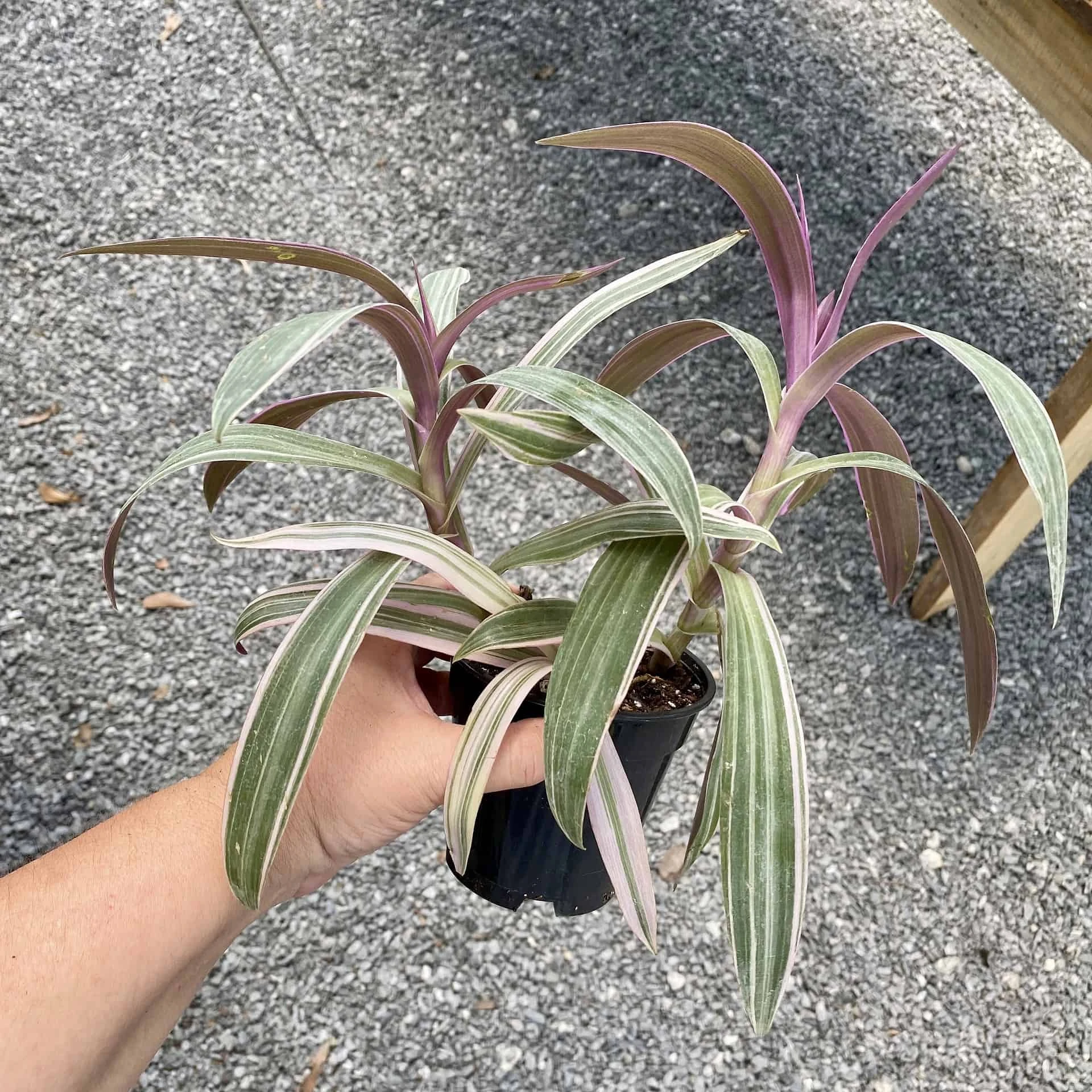 Oyster Plant Tradescantia Spathacea Moses In The Cradle 4" Pot Li - Image 5