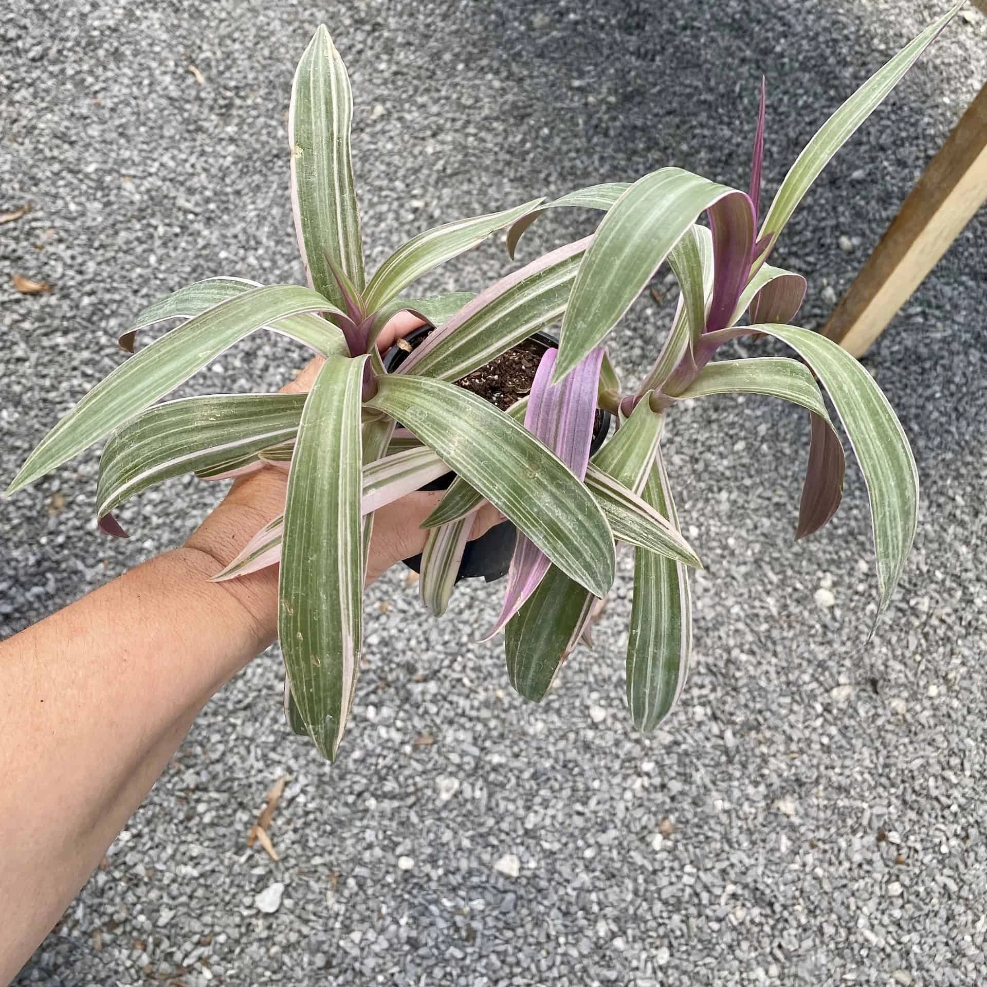 Oyster Plant Tradescantia Spathacea Moses In The Cradle 4" Pot Li - Image 8