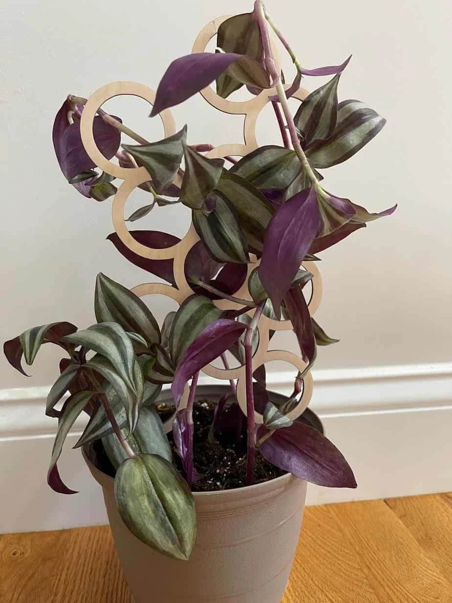 Indoor Circles Wood Plant Trellis - Image 2