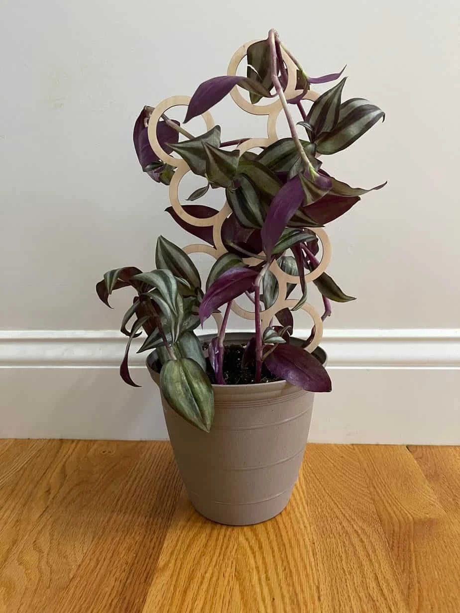 Indoor Circles Wood Plant Trellis