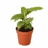 Calathea Concinna 'Freddie' - Prayer Plant | 4-inch Pot