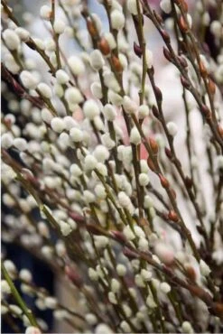 TreesAgain Lot Of 10 Pussy Willow Cuttings - 7 To 9 Inches