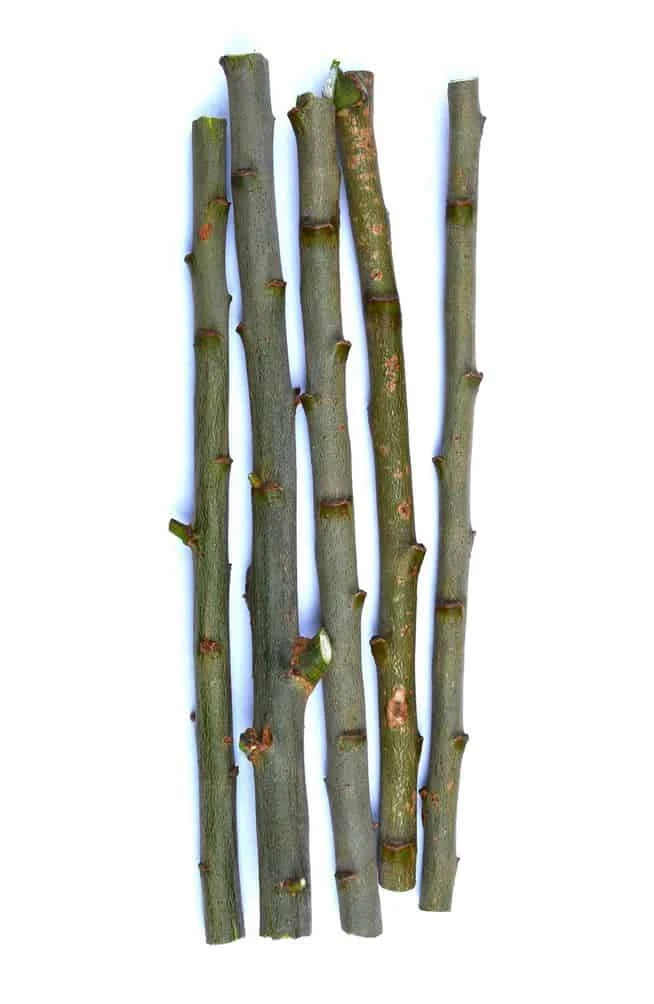 TreesAgain Lot Of 10 Pussy Willow Cuttings - 7 To 9 Inches - Image 3
