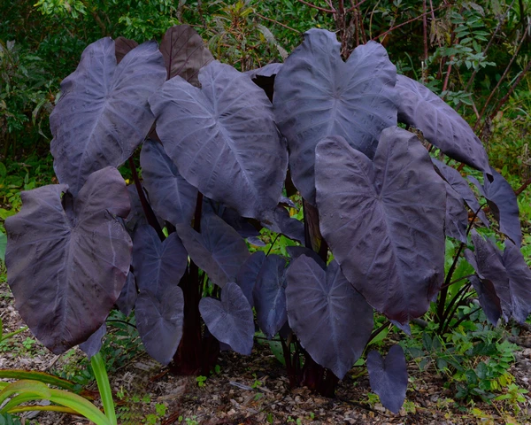 Colocasia - Image 2