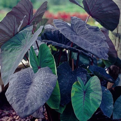 Colocasia
