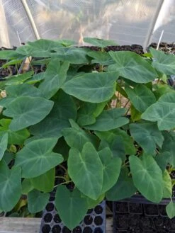 Colocasia - Jack's Giant - Starter Plant