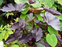 Colocasia "Tea Party" Starter Plant