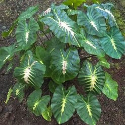 Colocasia - White Lava - Starter Plant