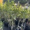 Calamondin Grafted Citrus Tree 3 Feet Tall