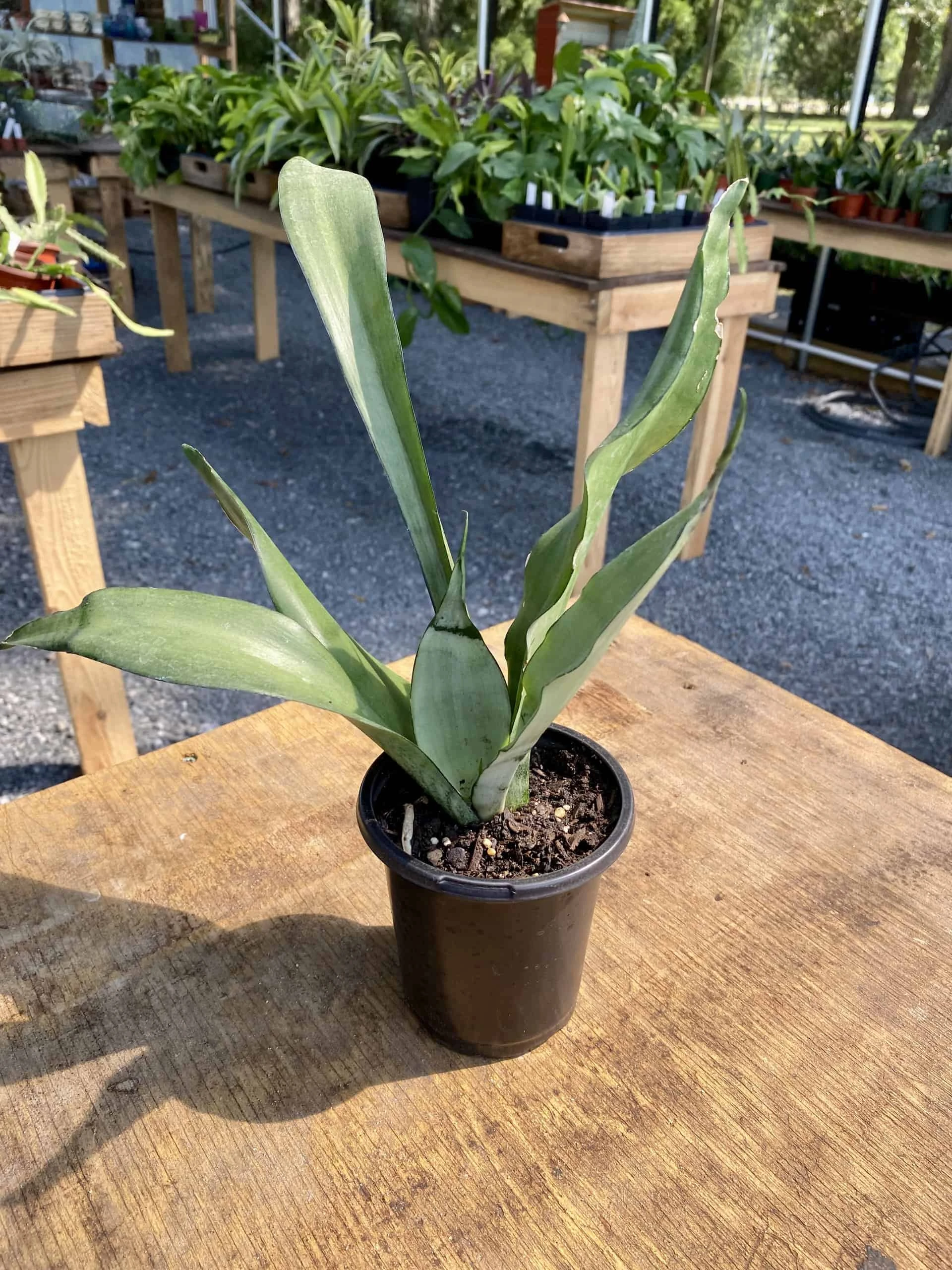 Sansevieria Or Snake Plant Moonshine 4” Pot Live Plant - Image 3