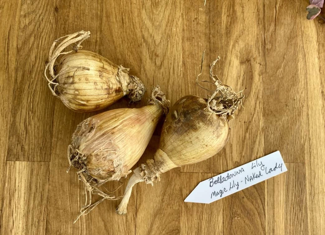 Lily Spider Belladonna Or Magic Lily Naked Lady - Image 3