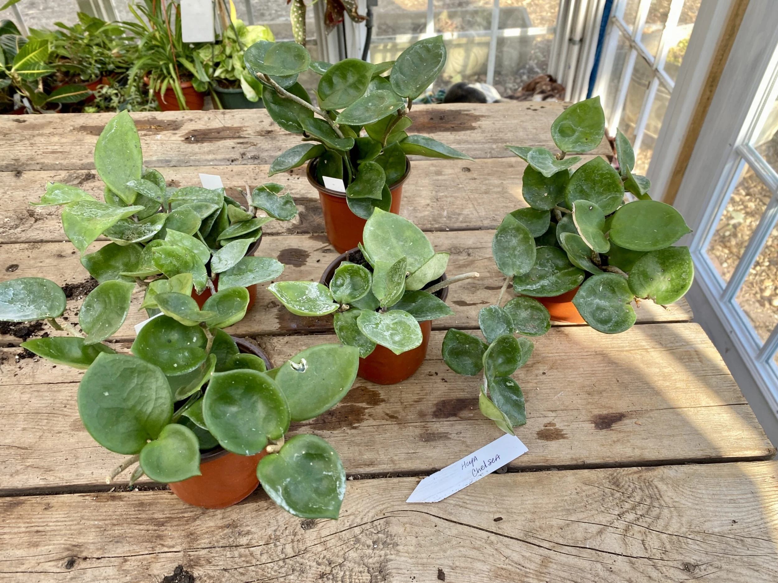 Hoya Chelsea Wax Flower Porcelain Flower 3 Inch Pot Plant - Image 9