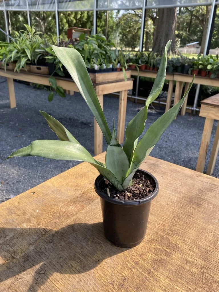 Sansevieria Or Snake Plant Moonshine 4” Pot Live Plant - Image 2