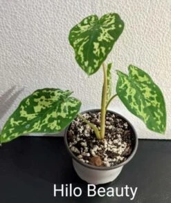 Alocasia Hilo Beauty