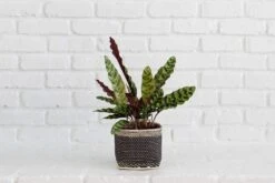 6" Rattlesnake Calathea Indoor Plant + Charcoal Planter Basket