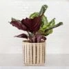 6" Prayer Plant + Striped Noir Basket Planter