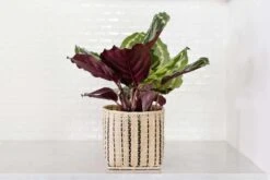 6" Prayer Plant + Striped Noir Basket Planter