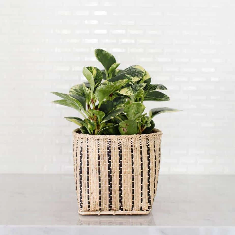 6" Marble Peperomia + Striped Noir Basket Planter