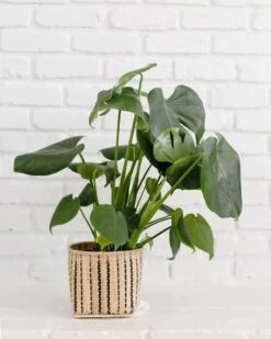 6" Monstera Split Leaf + Striped Noir Basket Planter