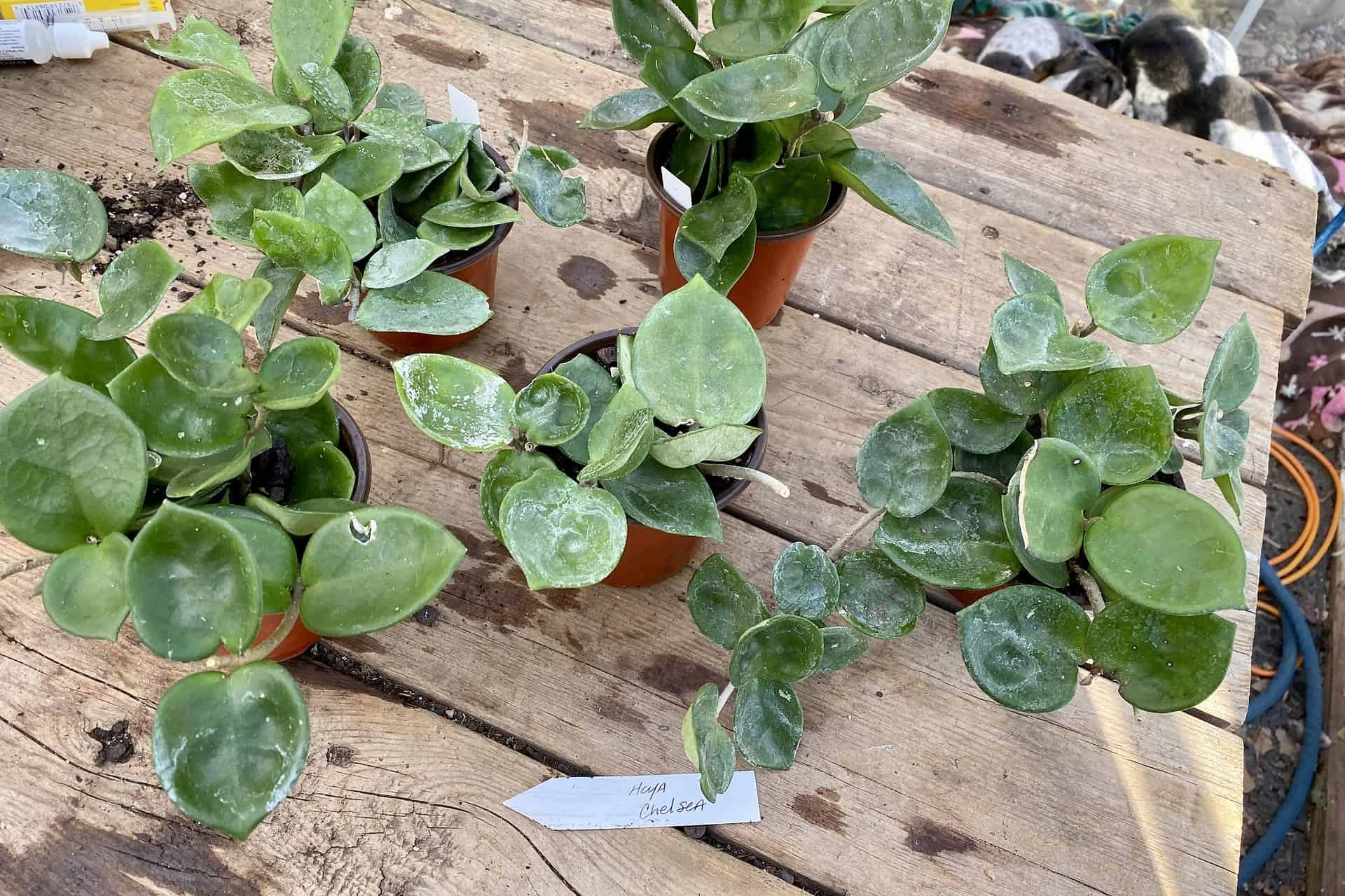 Hoya Chelsea Wax Flower Porcelain Flower 3 Inch Pot Plant - Image 8