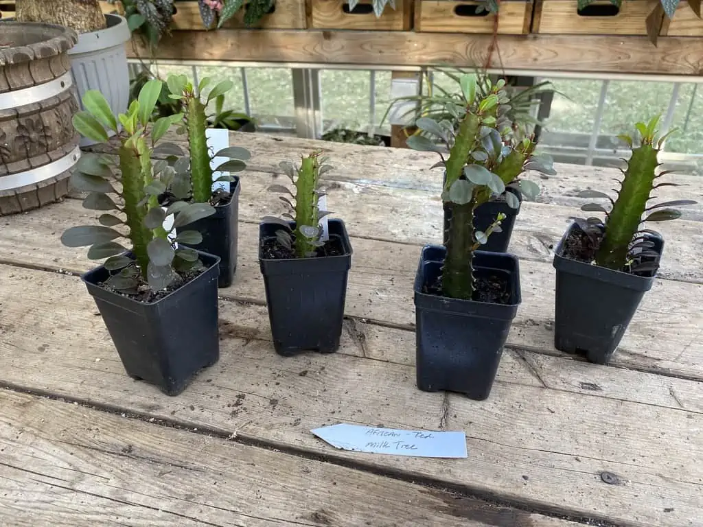 African Milk Tree Or Euphorbia Trigona Rubra Red Live Starter Suc - Image 10