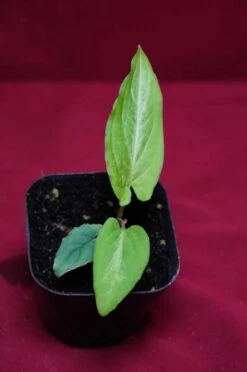 Chlorospatha Species Ex Ecuador