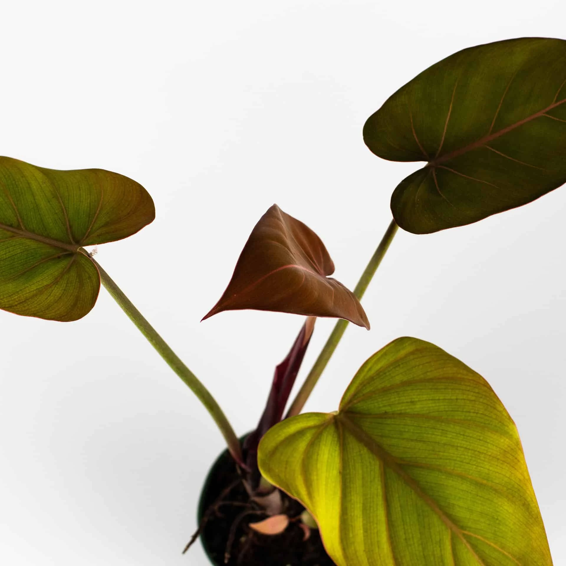 Philodendron Summer Glory 4" Pot - Image 4