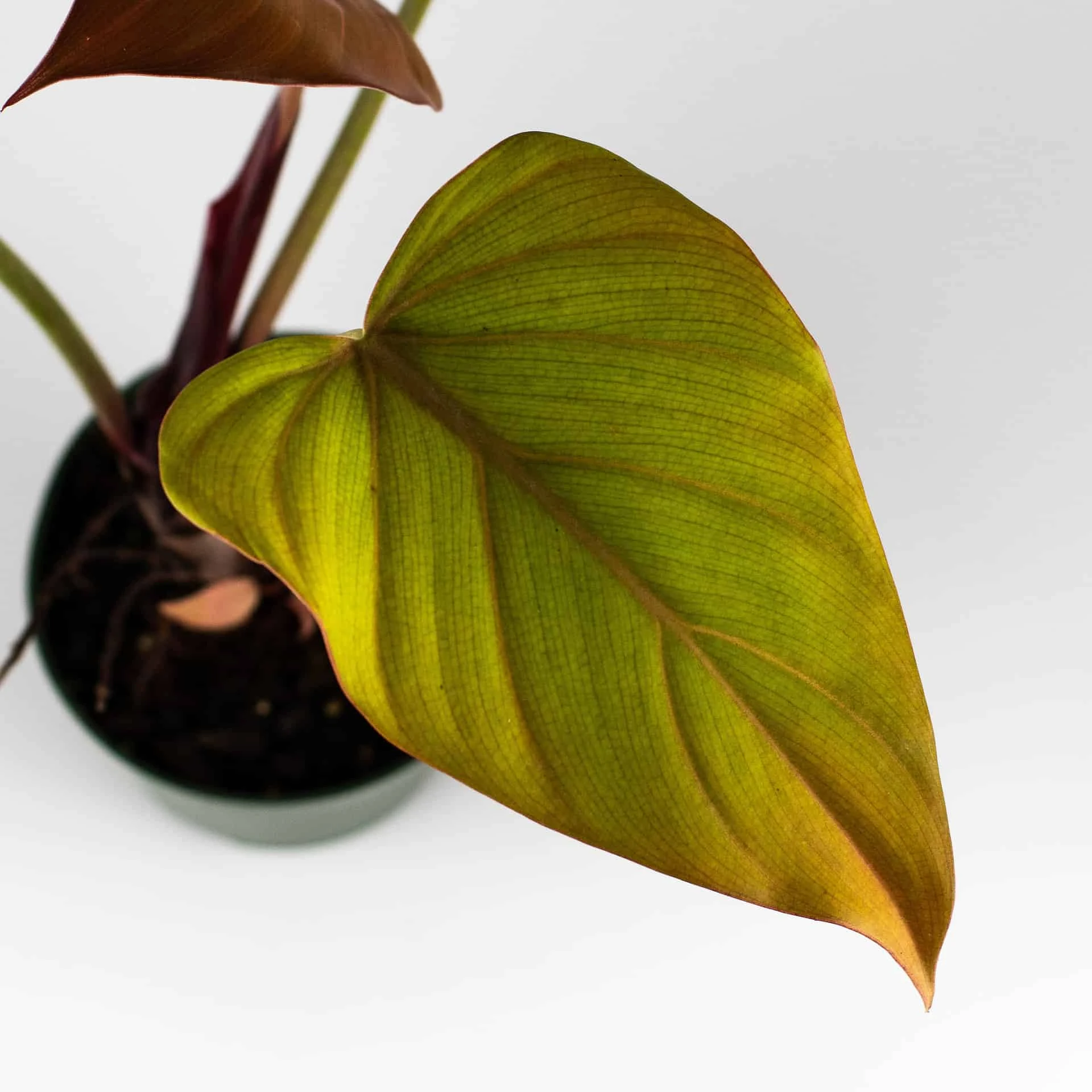 Philodendron Summer Glory 4" Pot - Image 5