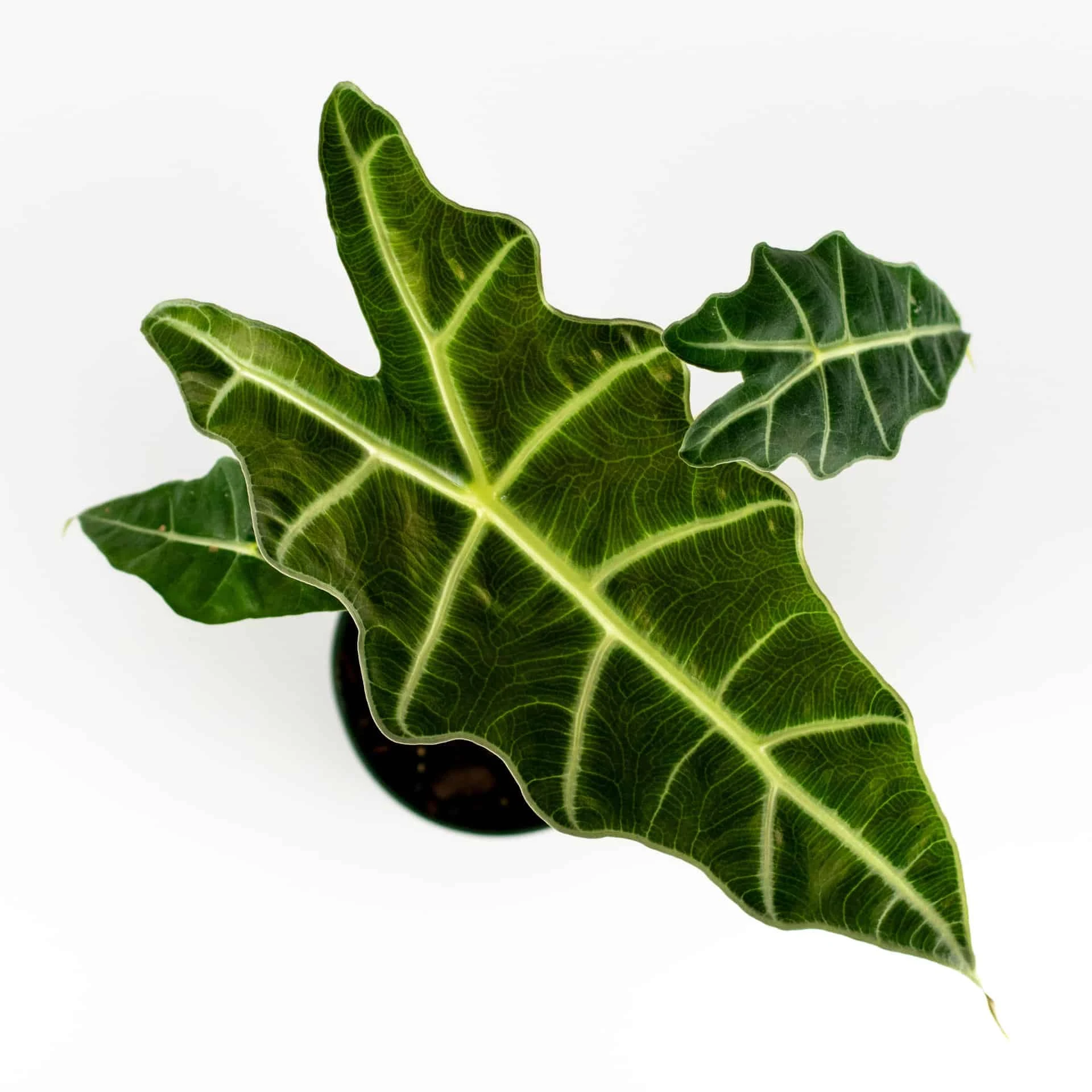 Alocasia Amazonica 4" Plant - Image 8