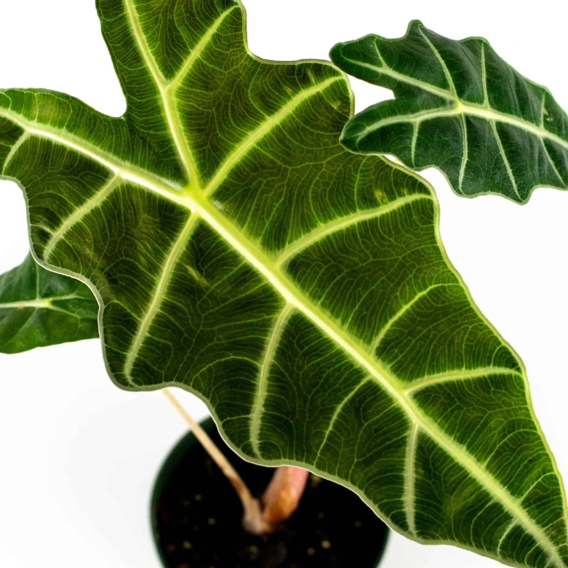 Alocasia Amazonica 4" Plant - Image 7