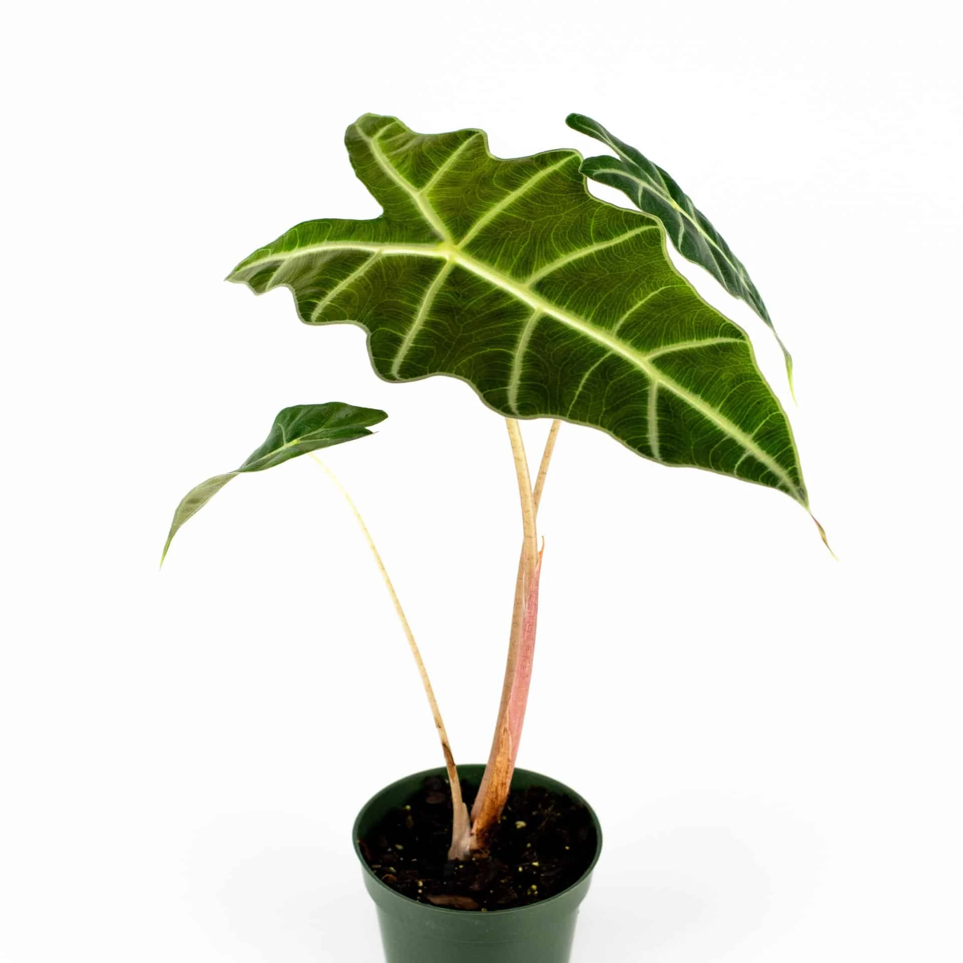 Alocasia Amazonica 4" Plant - Image 6