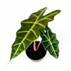 Alocasia Amazonica 4" Plant