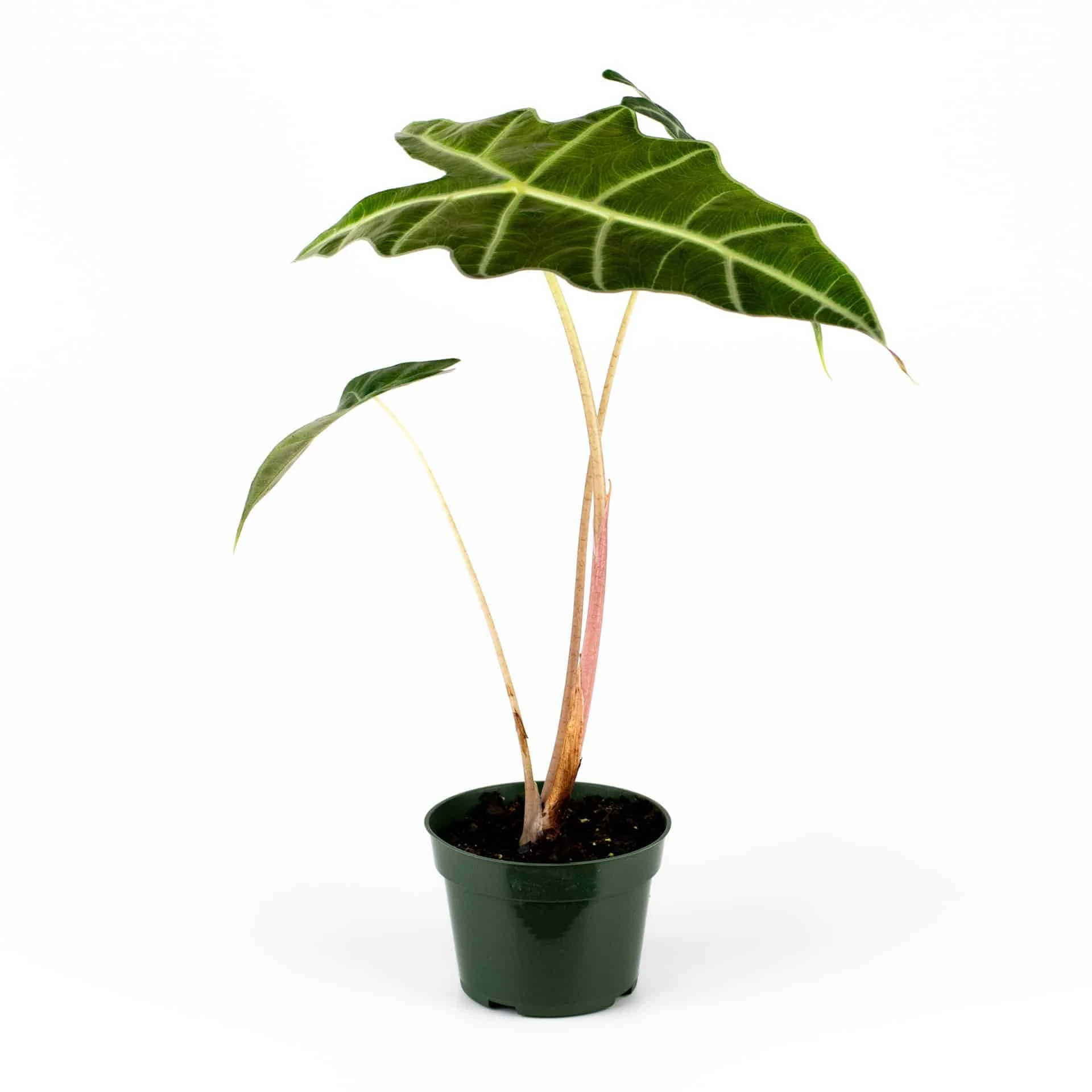 Alocasia Amazonica 4" Plant - Image 5