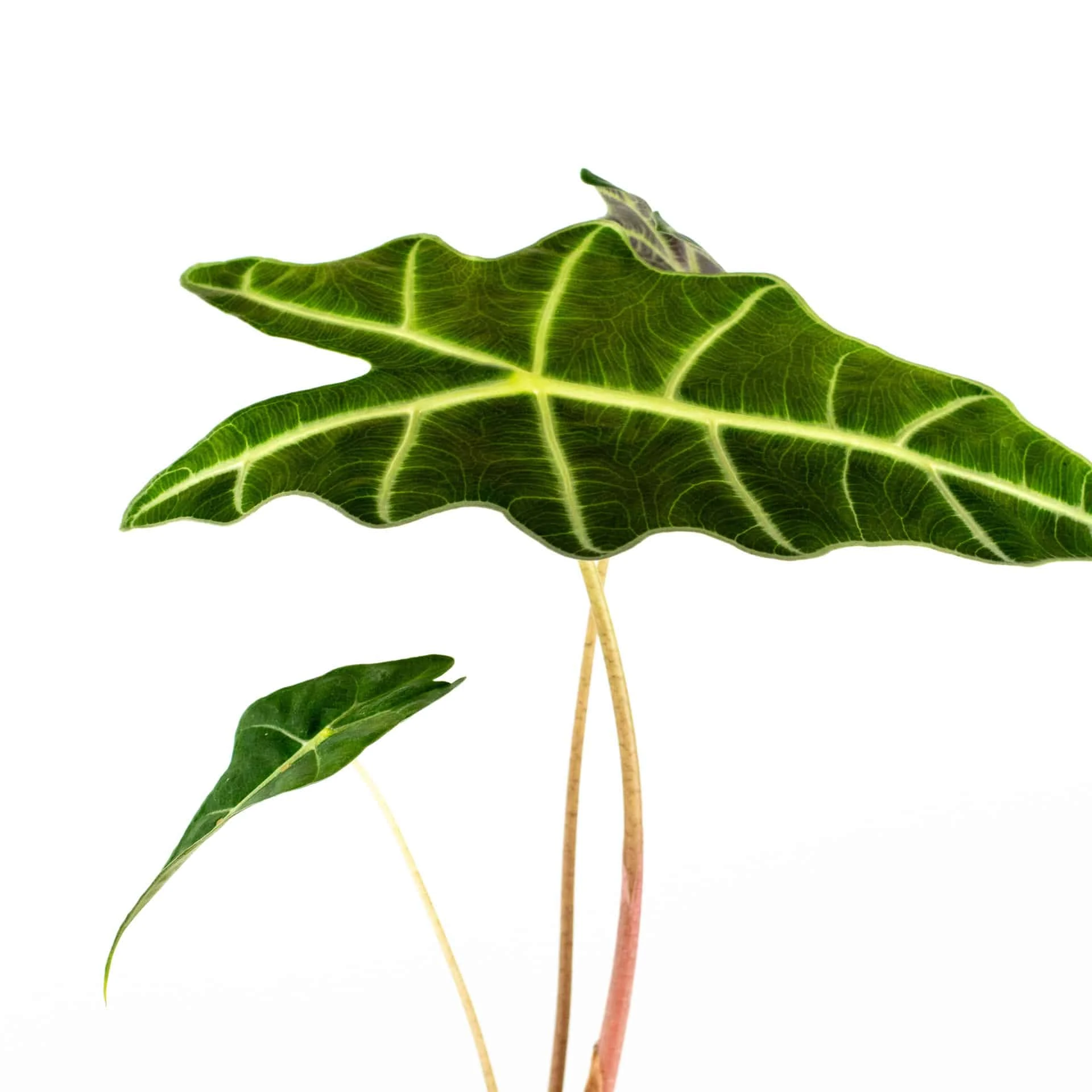 Alocasia Amazonica 4" Plant - Image 4