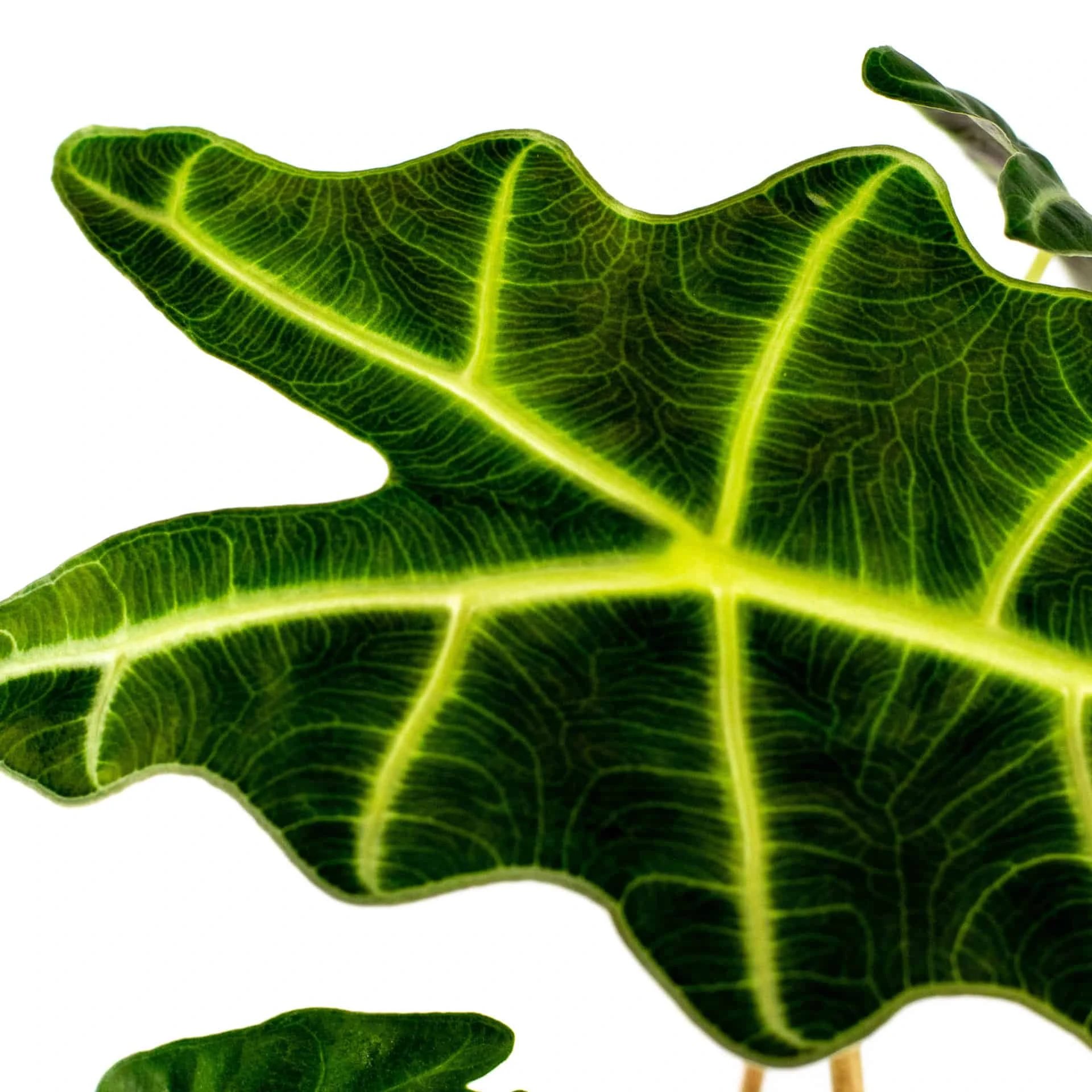 Alocasia Amazonica 4" Plant - Image 3