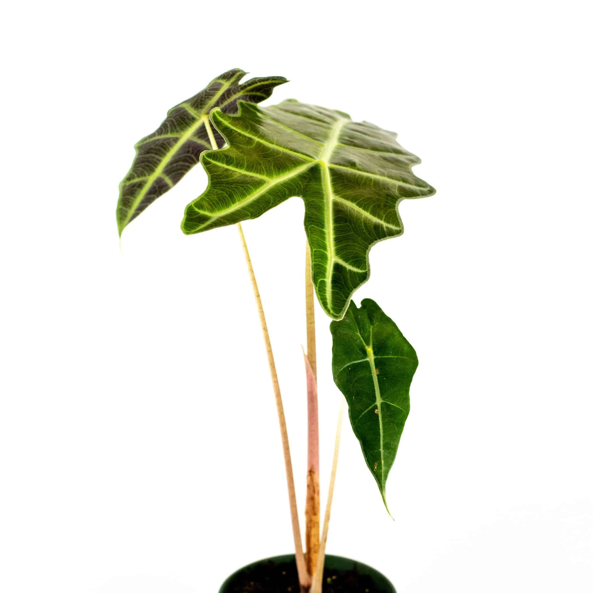 Alocasia Amazonica 4" Plant - Image 2